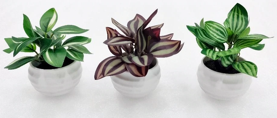 Bonsai Med with Pot Small x 12